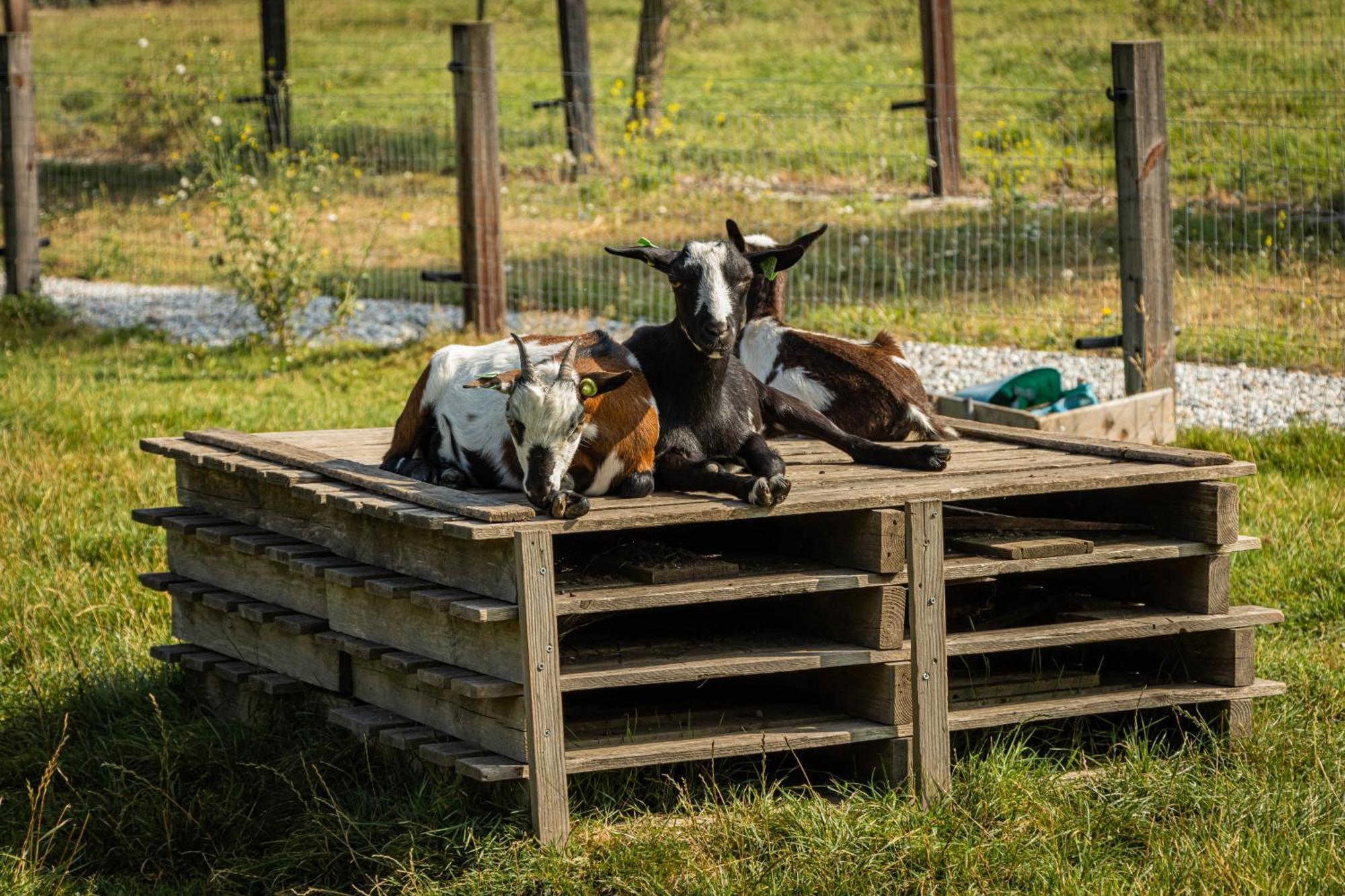 Landgoed Versteegh Nabij Heerlijkheid Marienwaerdt Beesd Exterior foto
